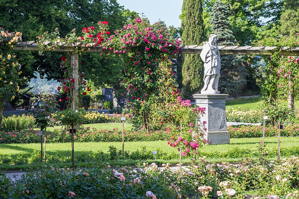 Formal rose garden with beds and paths beside the baroque palace on Mainau island, Lake Constance.